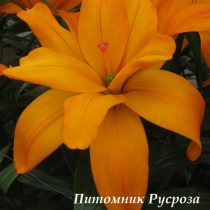 Лилия Азиатская 