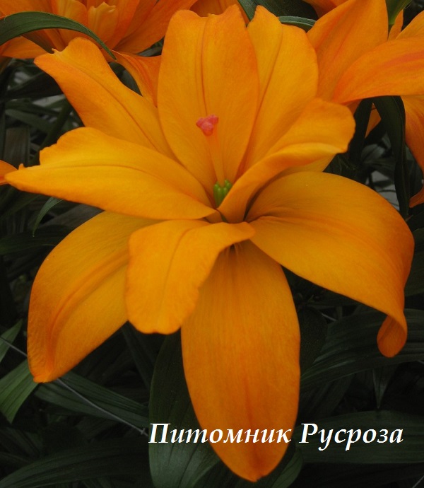 Лилия Азиатская 