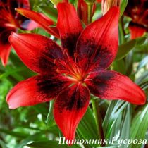 Лилия Азиатская 