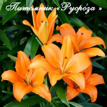 Лилия Азиатская 