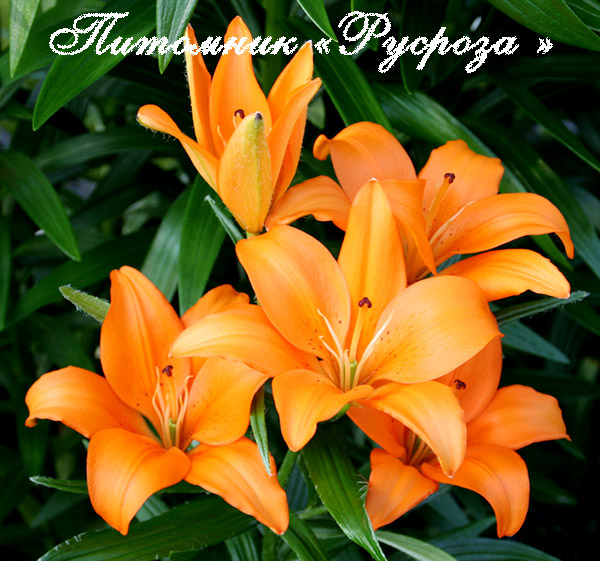 Лилия Азиатская 