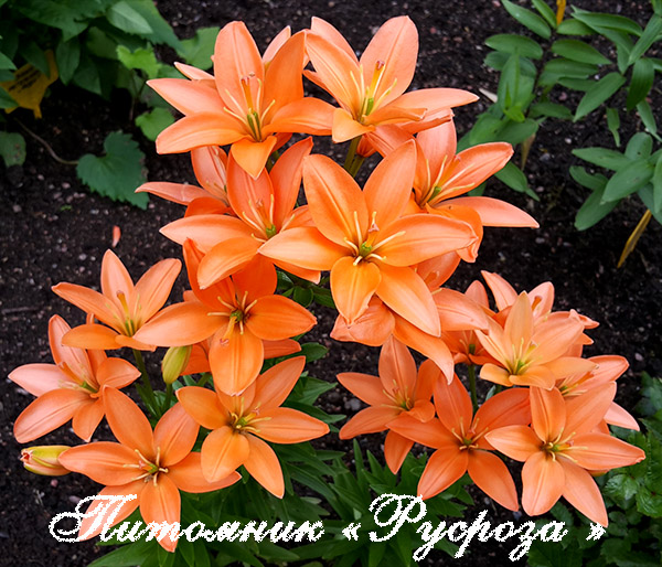 Лилия Азиатская 