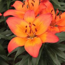 Лилия Азиатская 