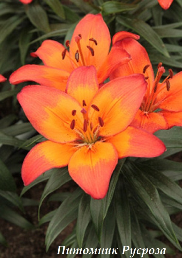 Лилия Азиатская 