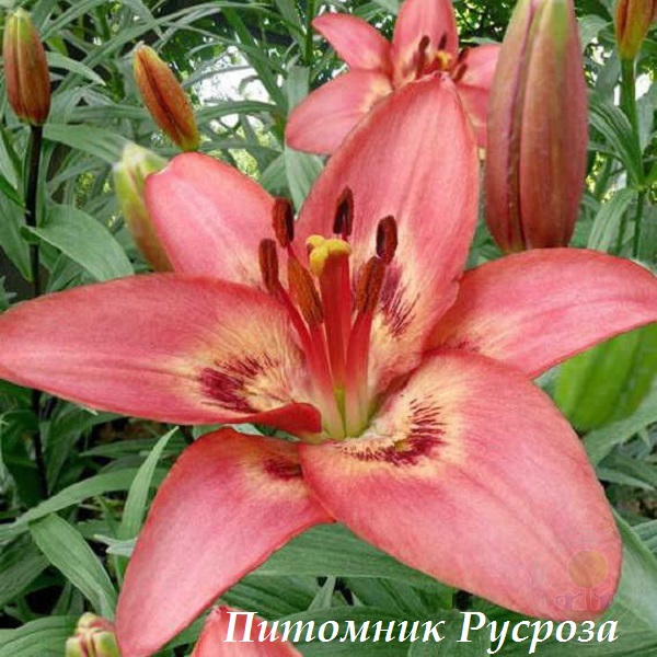 Лилия Азиатская 