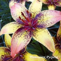 Лилия Азиатская 