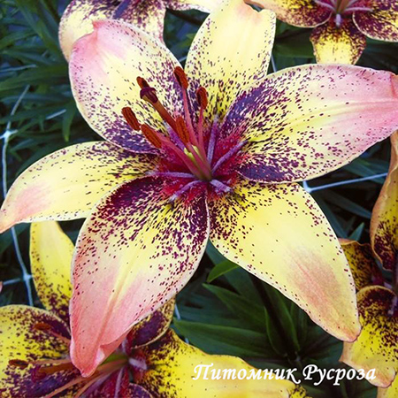 Лилия Азиатская 