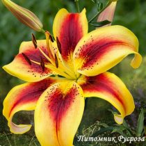 Лилия Азиатская 