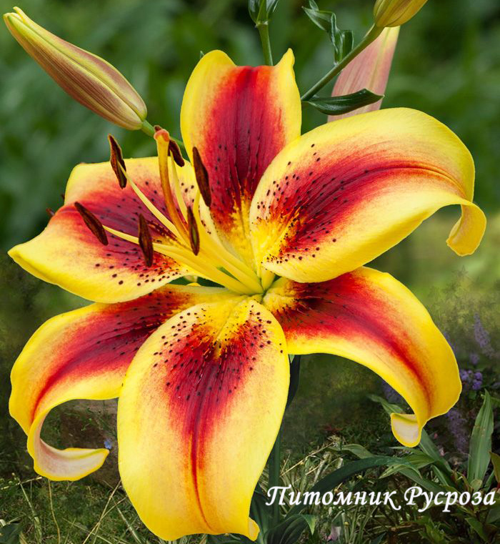 Лилия Азиатская 