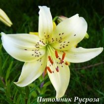 Лилия Азиатская 