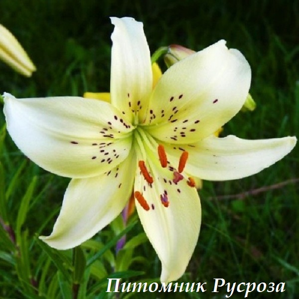 Лилия Азиатская 