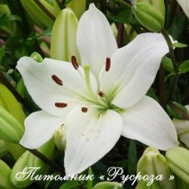 Лилия Азиатская 