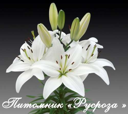 Лилия Азиатская 