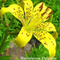 Лилия Азиатская 