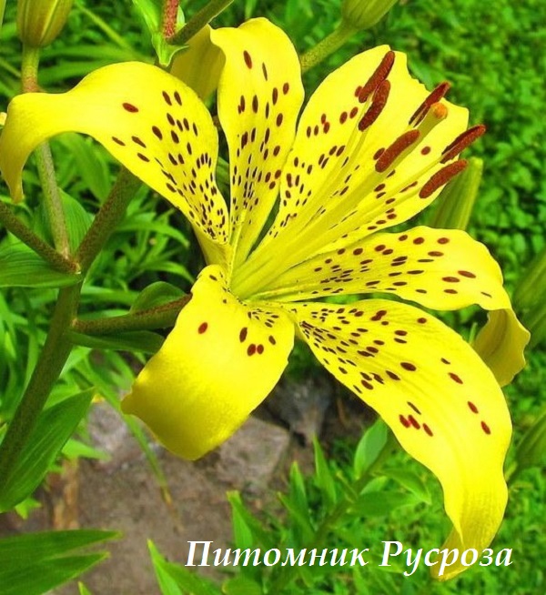 Лилия Азиатская 