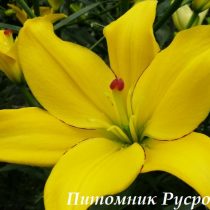 Лилия Азиатская 