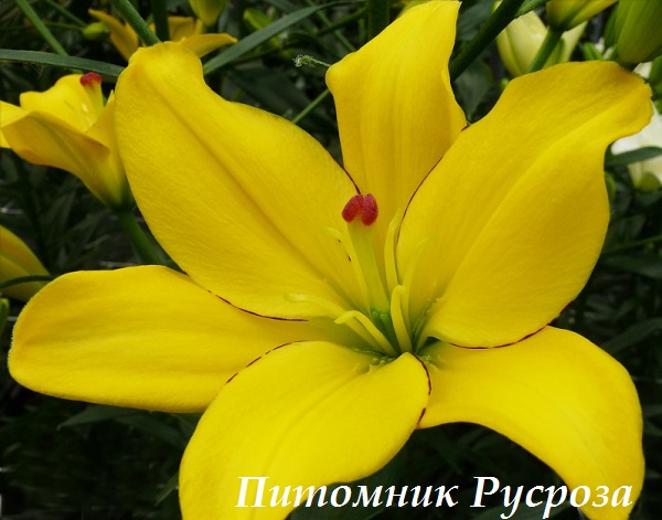 Лилия Азиатская 