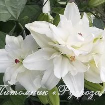 Лилия Азиатская ANNEMARIE'S DREAM