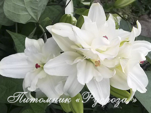 Лилия Азиатская ANNEMARIE'S DREAM