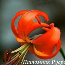 Лилия Азиатская PUMILUM (Tenuifolium)
