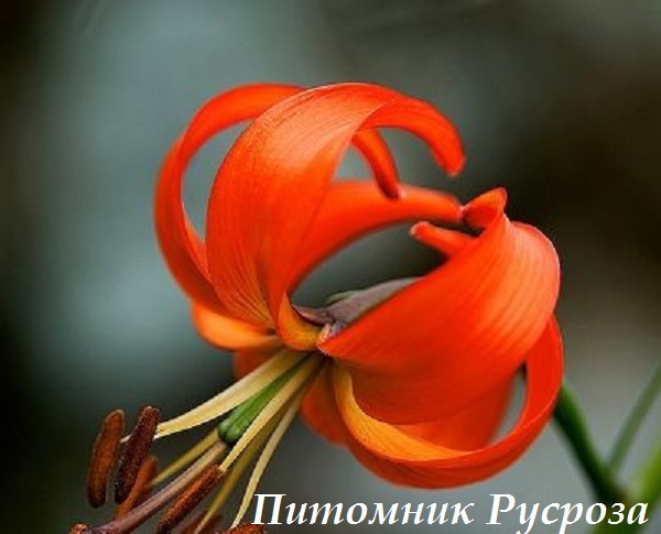 Лилия Азиатская PUMILUM (Tenuifolium)