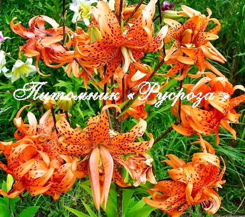 Лилия Азиатская Тигровая 