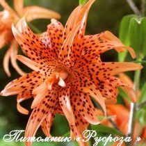 Лилия Азиатская Тигровая 
