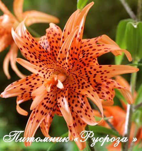 Лилия Азиатская Тигровая 