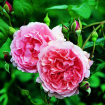 STRAWBERRY HILL (Ausrimini)