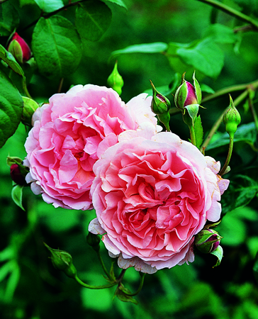 STRAWBERRY HILL (Ausrimini)