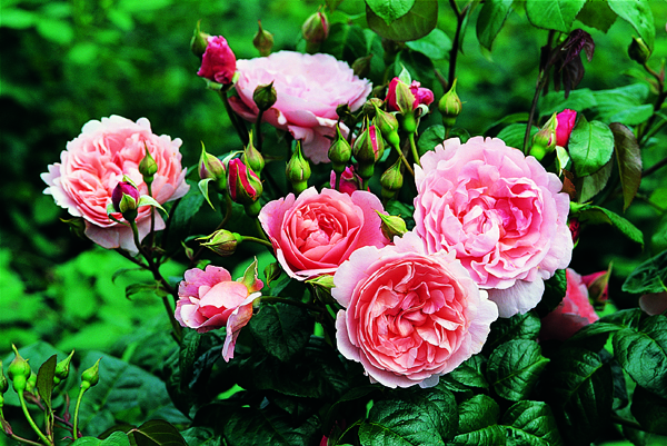 STRAWBERRY HILL (Ausrimini)