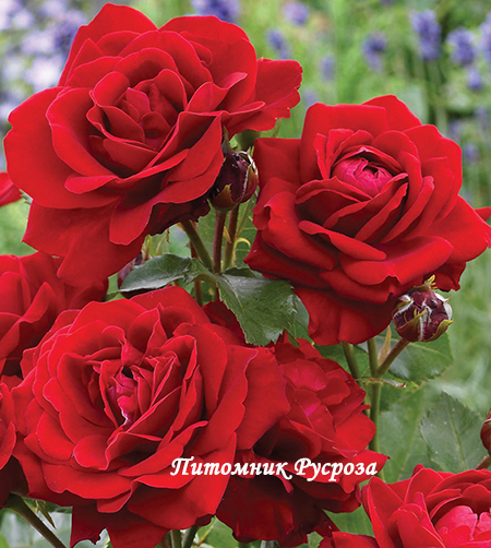 STROMBOLI (LEENDERS)