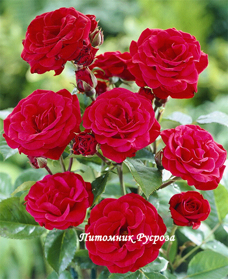 STROMBOLI (LEENDERS)