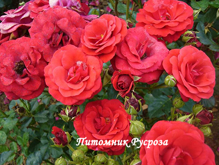 STROMBOLI (LEENDERS)