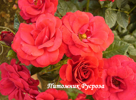 STROMBOLI (LEENDERS)