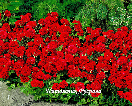 STROMBOLI (LEENDERS)