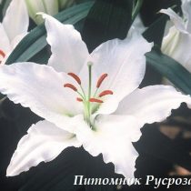 Лилия Восточная 