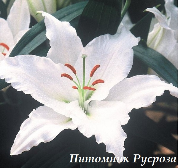 Лилия Восточная 