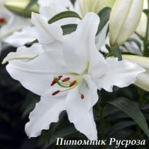 Лилия Восточная 