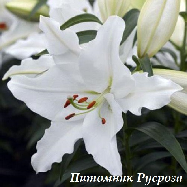 Лилия Восточная 