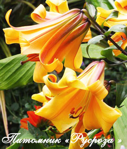 Лилия Трубчатая 