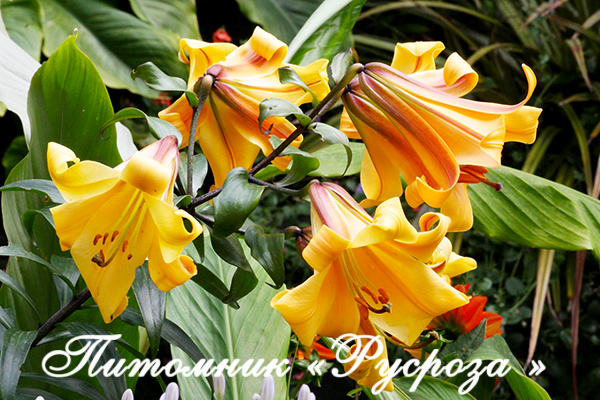 Лилия Трубчатая 