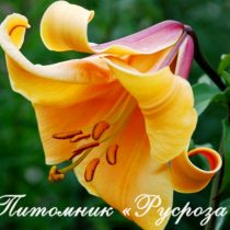 Лилия Трубчатая 