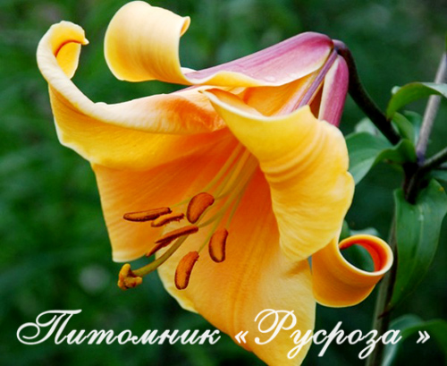 Лилия Трубчатая 