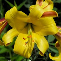 Лилия Трубчатая 