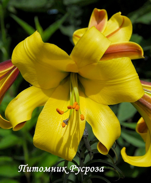 Лилия Трубчатая 