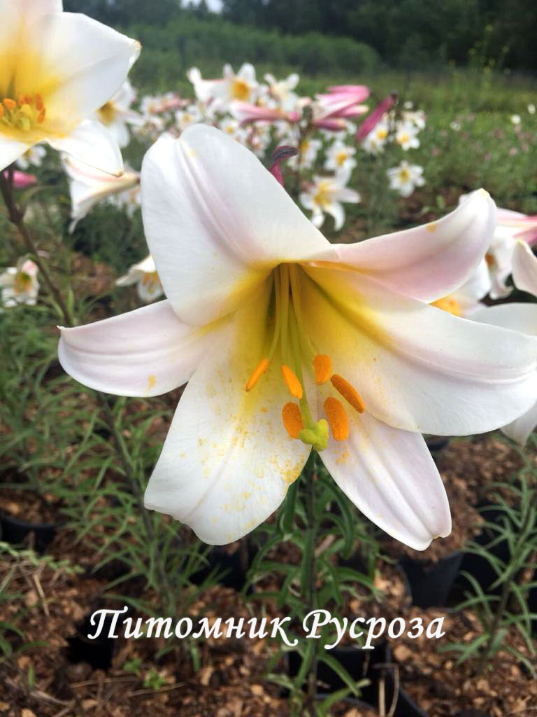 Лилия Трубчатая 