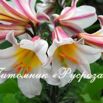 Лилия Трубчатая 