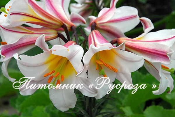 Лилия Трубчатая 