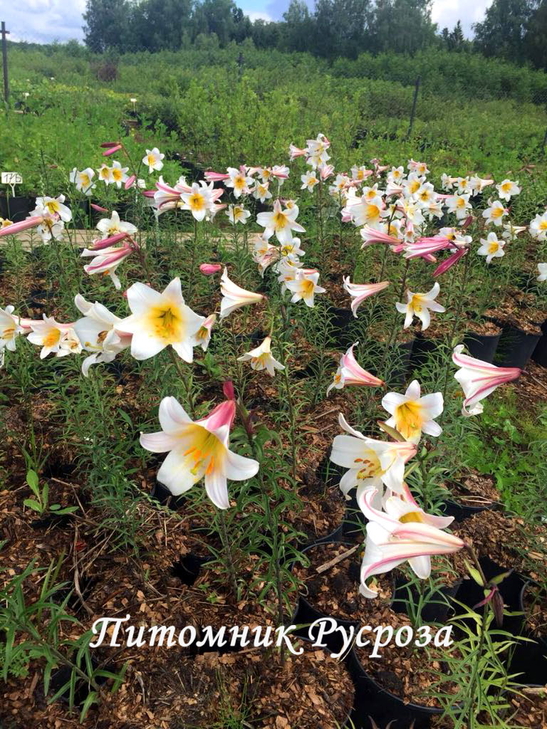 Лилия Трубчатая 